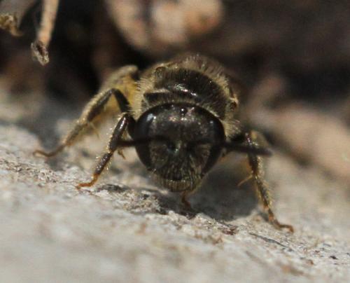 Lasioglossum sp.
